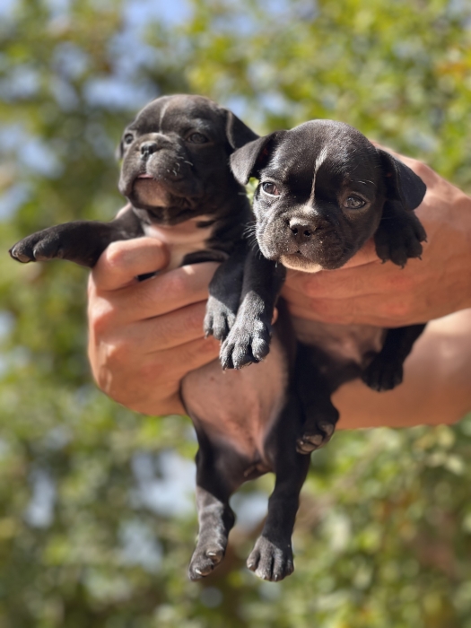 Choits bulldog français