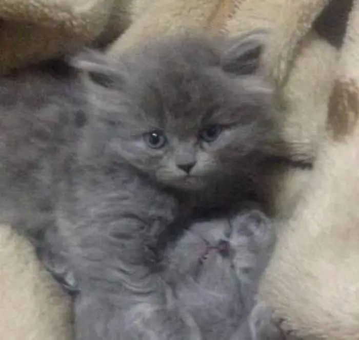 BriTish Long Hair FemeLLe