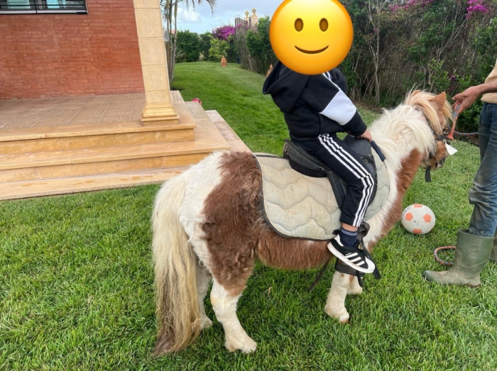 Poney Shetland à vendre