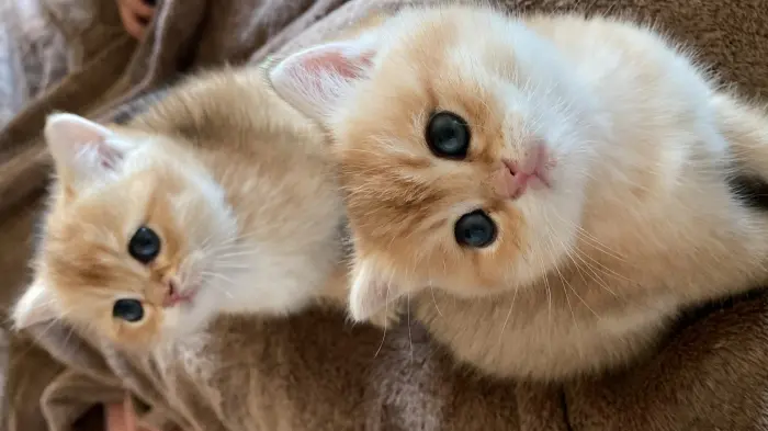 Chatons de Race, GOLDEN SCOTTISH STRAIGHT