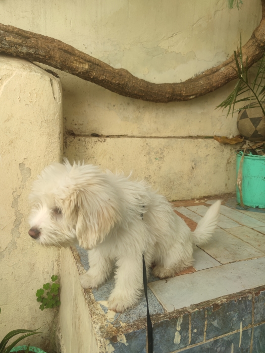 Chien bichon maltais