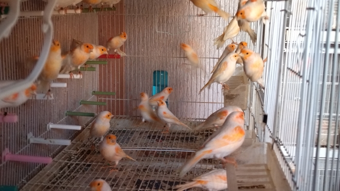 Canaris mosaïque rouge