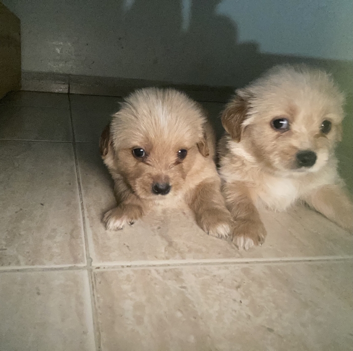 Bichon havanais pure