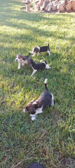 Beagles à vendre
