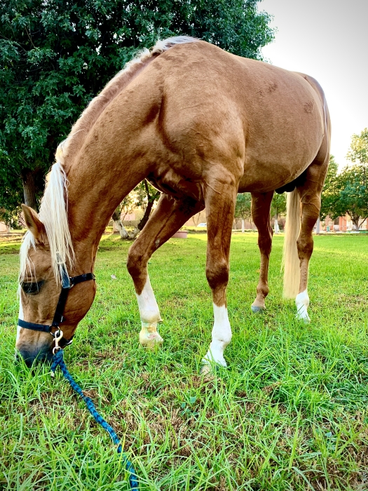 Cheval arabe barbe (étalon) de saut d’obstacle à vendre