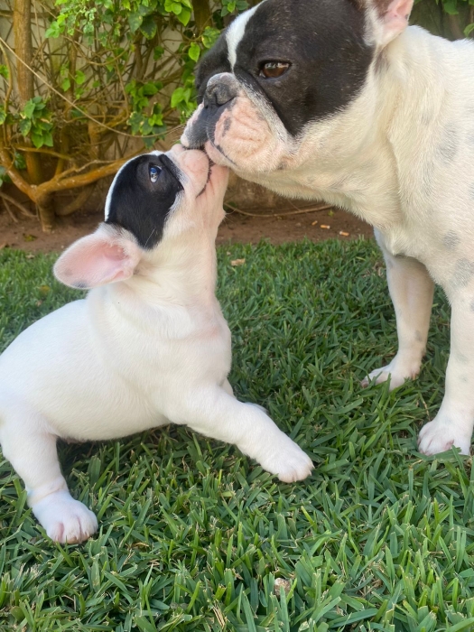 4 femelles bouledogue Français
