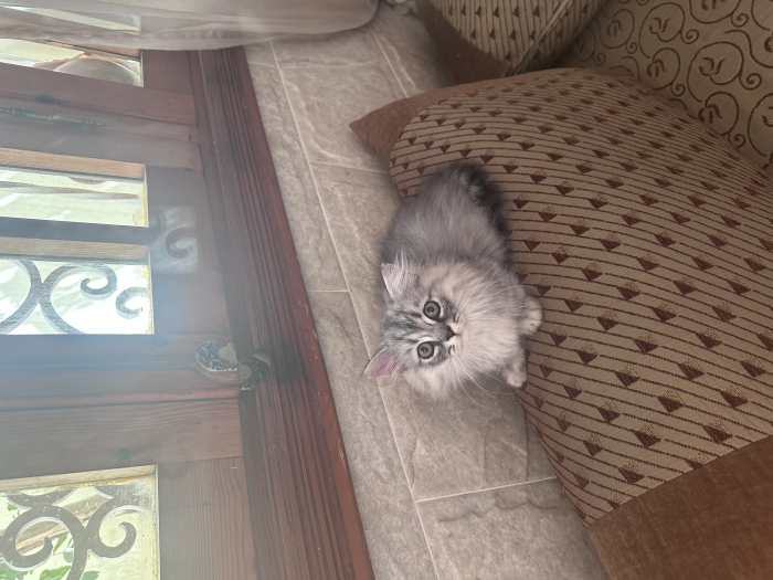 Deux chatons munchkin