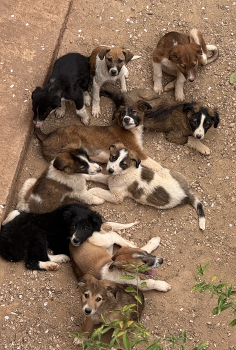 Chiens Aidi ( chiens de montagne de l’Atlas
