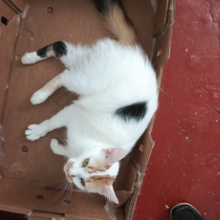 رانة لغزالة