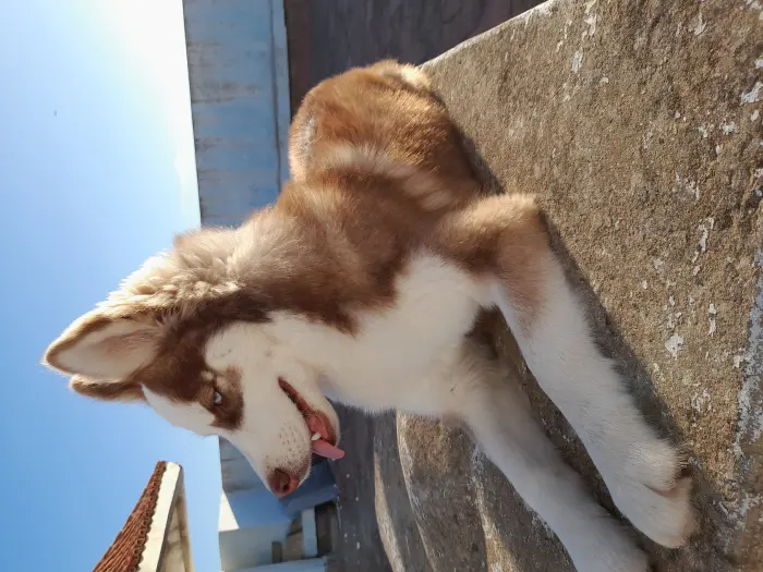 Husky femelle