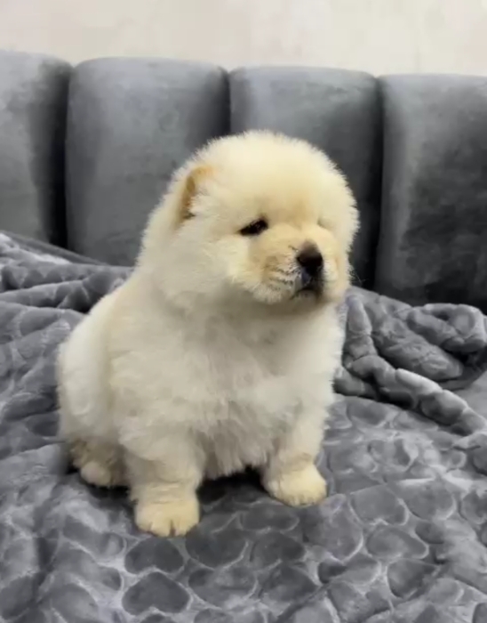 Chow Chow