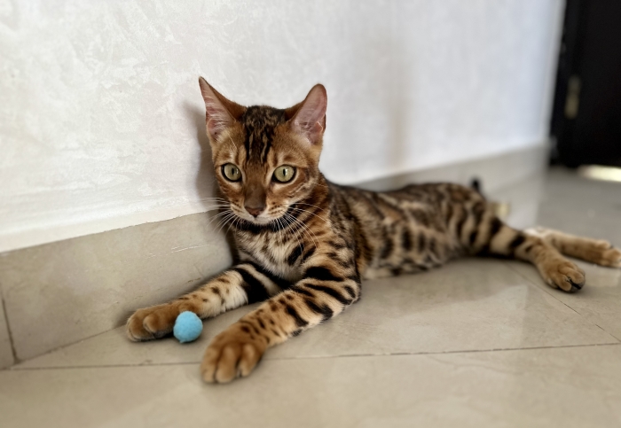 Chaton bengal male avec pedigree tica