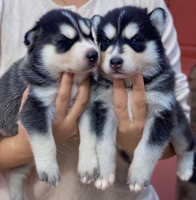 Husky malamute yeux bleu - كلب هاسكي ملاموت