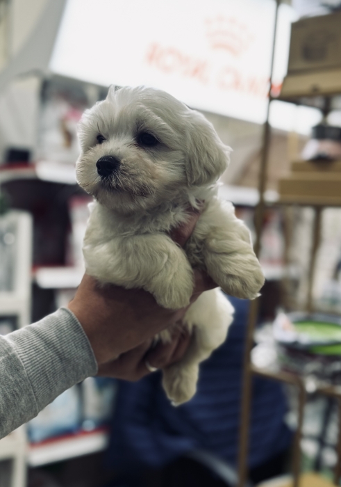 Bichon maltais avec cadeaux
