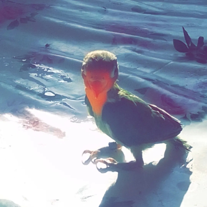 Inséparables dressés