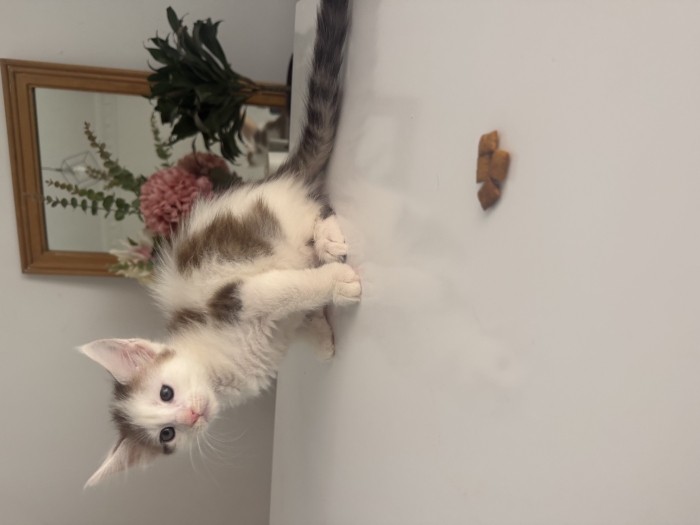 Chatons maine coon