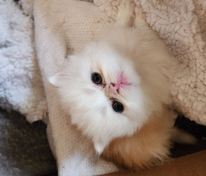 chatons Persans pure race