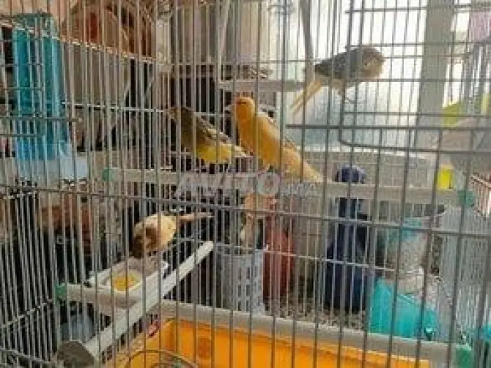 10 Canaris Timbrado Vert isabel Orange a Petite Prix