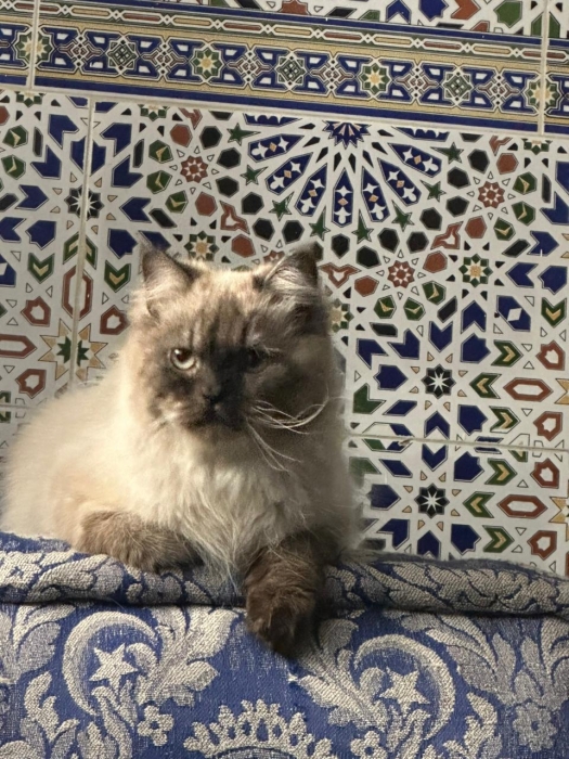 mâle himalayen