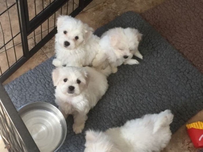 Bichons