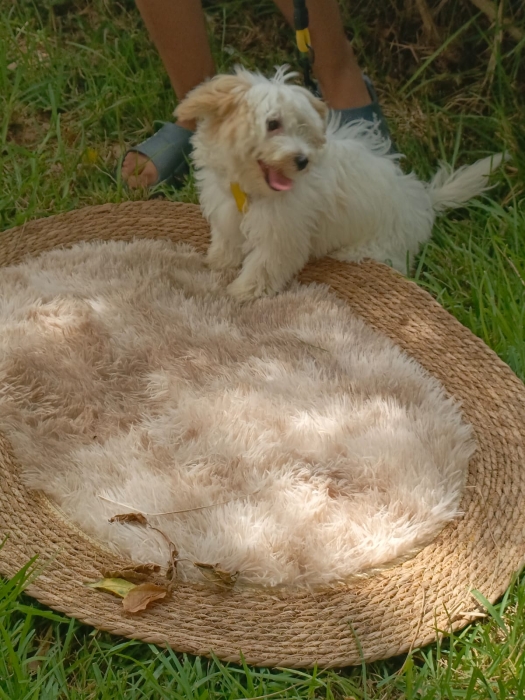 Femelle bichon maltais
