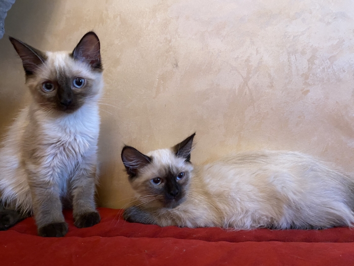 Chatons balinais femelles
