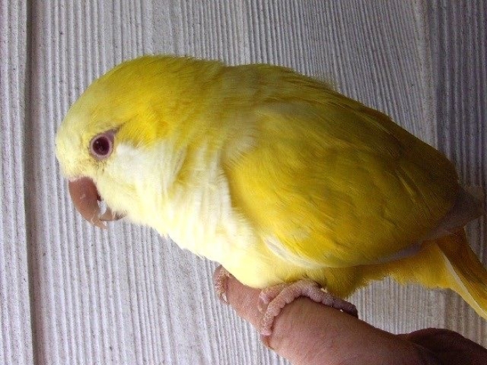 Perroquet Quaker lotino