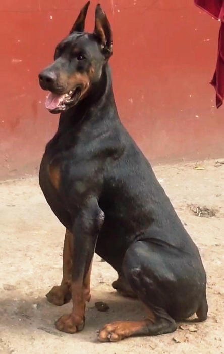 DOBERMAN PEDIGREE