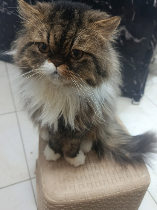 Mâle persan race pur 9 mois