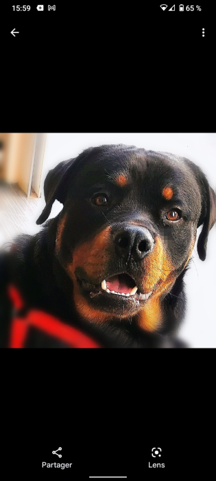 Chien rottweiler a vendre