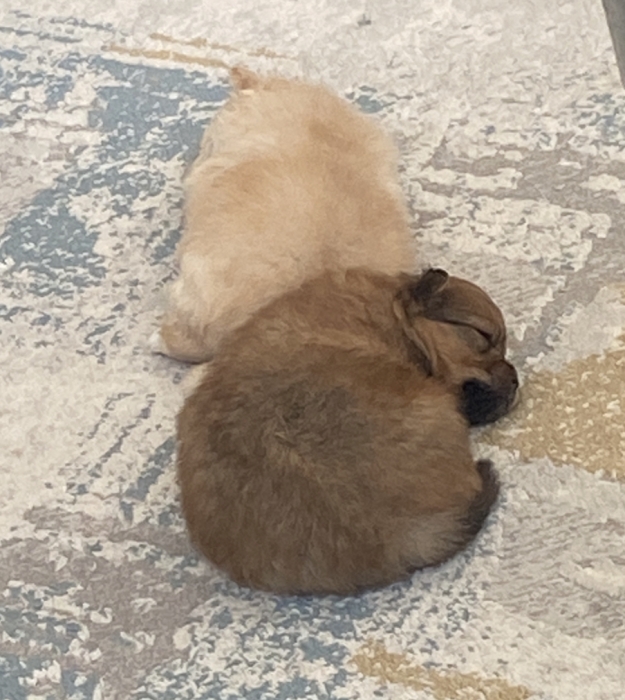 pure spitz nain femelle 4 mois