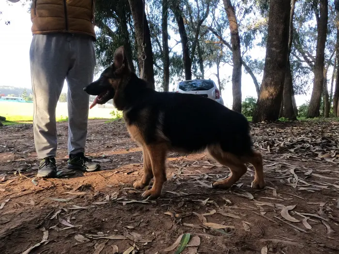 Femelle berger allemand pedigree