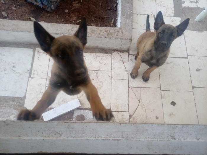 Malinois pour adoption