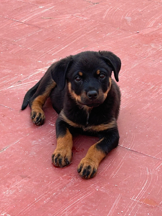 Rottweiler