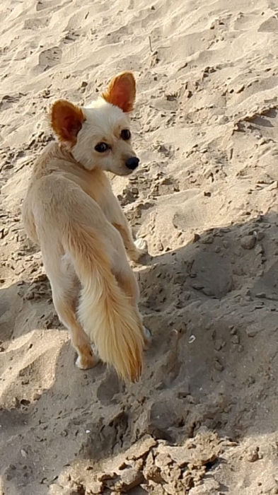 Chien pekinois croisé