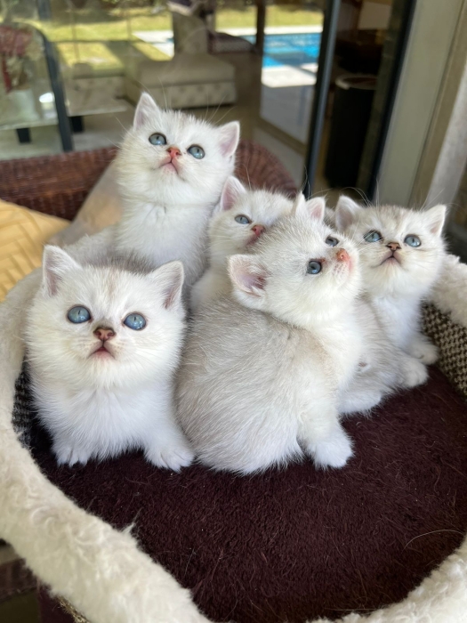 Chatons british et scottish