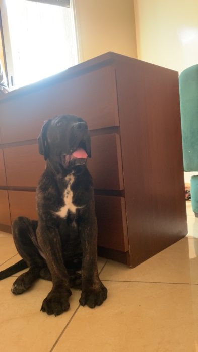 Canecorso top qualité lignée de grand gabarit