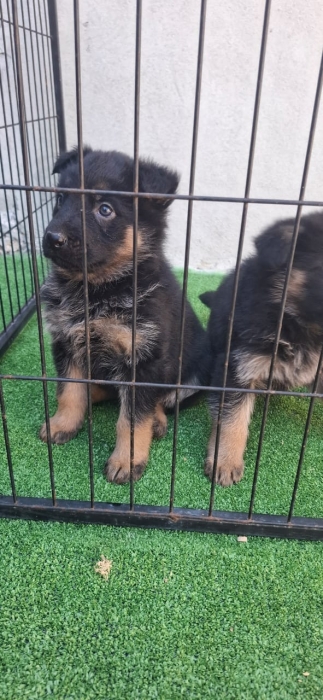 Chiot Berger Allemand