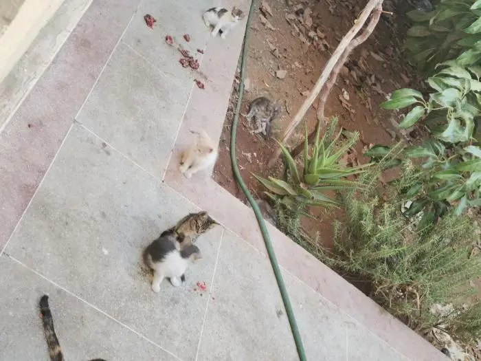 2 mères avec 8 chatons