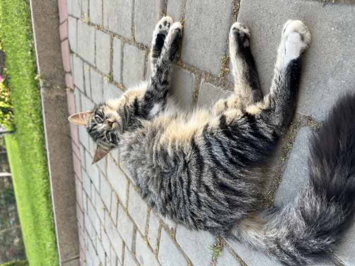 Adopter cette petite chat tres mignonne et tres belle