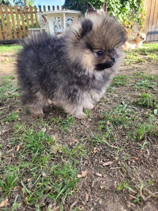 Pomeranian
