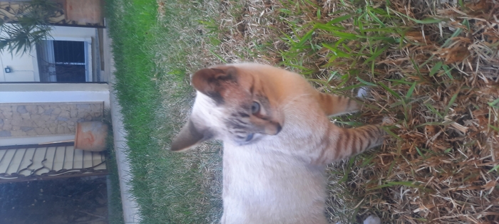 Siamois tigre 5 mois mâle