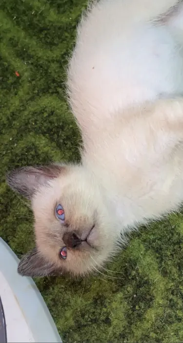 Chaton siamois a vendre