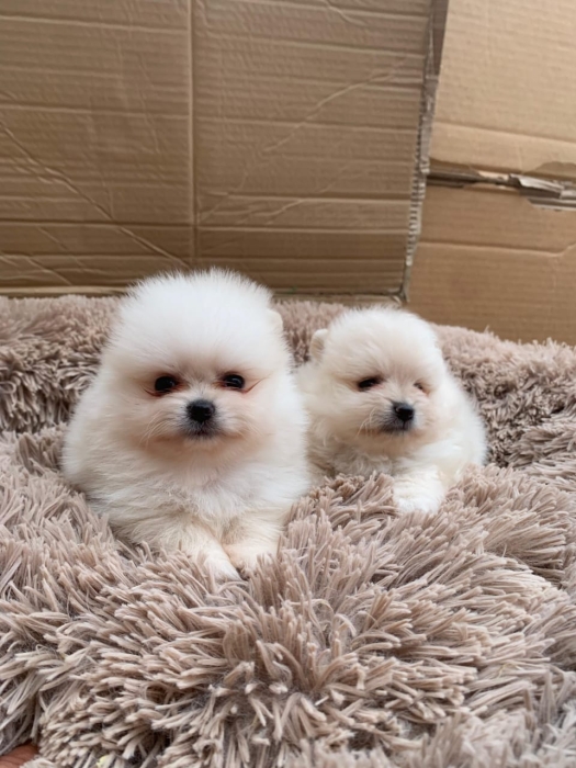 Spitz Pomeranien 🔥