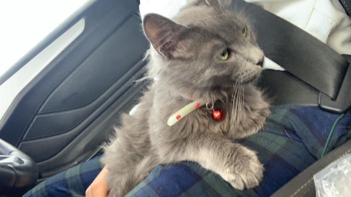 Vente chat male 6 mois