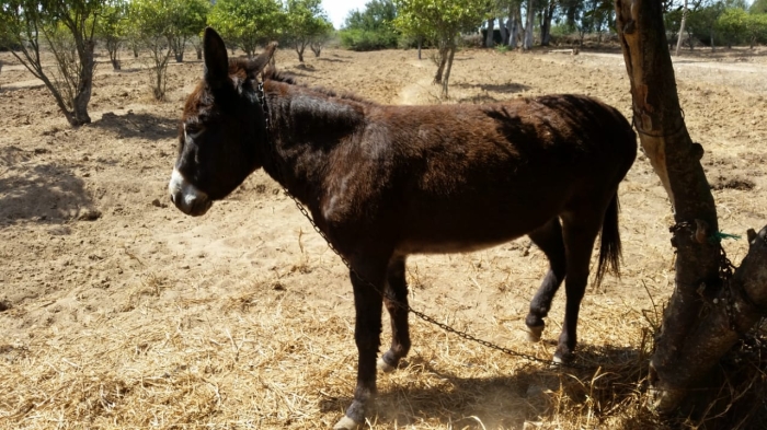 Ânes a vendre sur kenitra