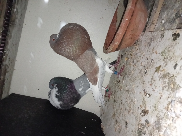 ذكر وأنثى حمام البولوا