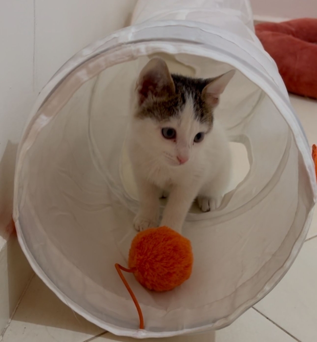 Chaton adorable prêt pour adoption