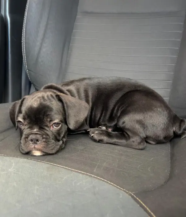 Bouledogue français