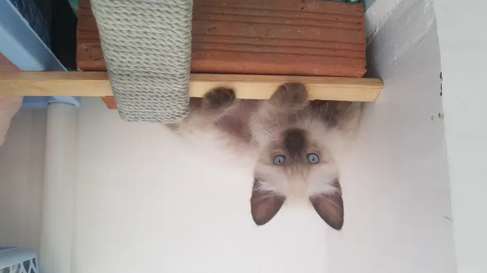 Chaton ragdoll-siamois